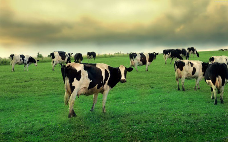 Cows-in-field