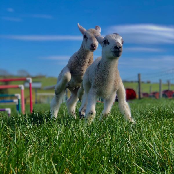 Streamvale Farm Streamvale Open Farm