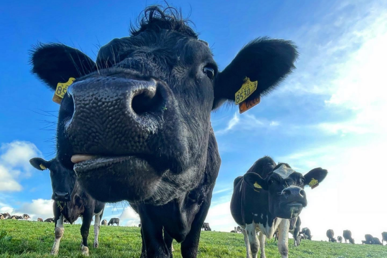 Admission Streamvale Open Farm