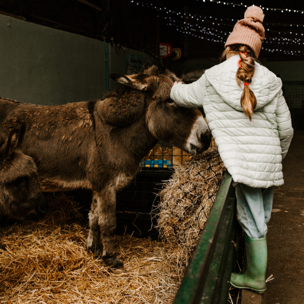 Magical Christmas Experience Streamvale Open Farm